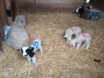 New lambs at Forty Hall Farm