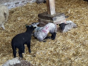 Lambs-FortyHallFarm2016-02